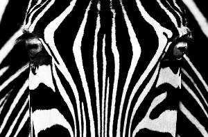 Fototapete - Riesenposter - Black & White I - Zebra - Klicken fr grssere Ansicht