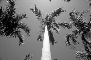 Fototapete Palmen Vlies - Palms - Klicken fr grssere Ansicht