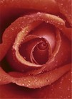 Fototapete Rose Rosenblüte