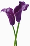 x FOTOTAPETE - RIESENPOSTER - BLUME -  PURPLE CALLA LILIES