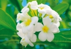 FOTOTAPETE - PLUMERIA BLTE - BLUME